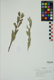 Specimen GW 85