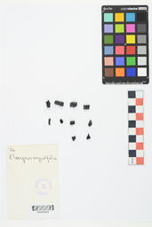 Charcoal Sample 14