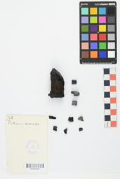 Charcoal Sample 38