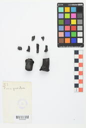 Charcoal Sample 52