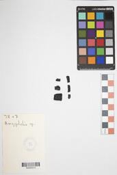Charcoal Sample 28+7