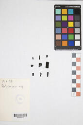 Charcoal Sample 19+25