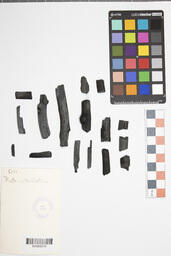 Charcoal Sample
