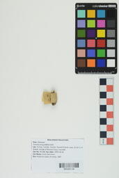 Wood Sample PS 586
