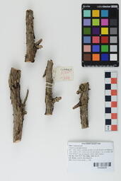 Wood Sample RMN 3177