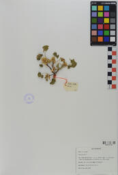 Specimen GCH 2104