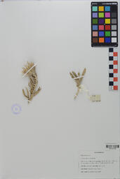 Specimen GCH 3593