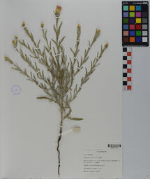 Specimen DHF 49