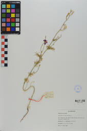 Specimen B+B 110