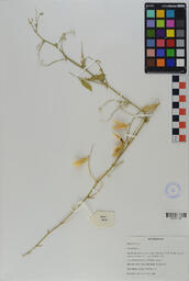 Specimen RMN 2216