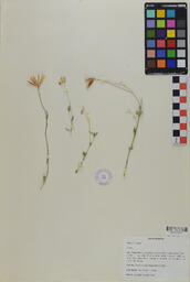 Specimen RMN 375