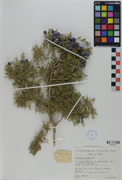 Specimen RMN 1101