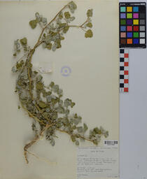 Specimen JPD 20