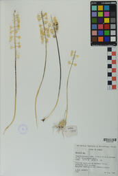 Specimen RMN 1350