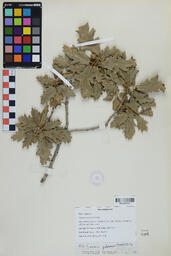 Specimen RMN 430 A