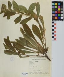 Specimen GCH 2890 B