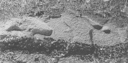 Aslantaş (Rock Relief of Lion)