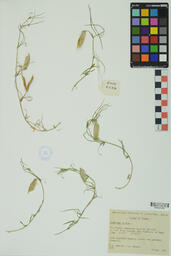 Specimen RMN 2237