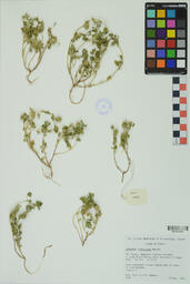 Specimen RMN 2234