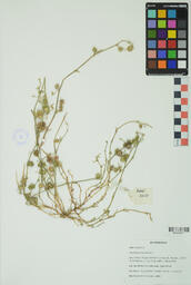 Specimen RMN 2210