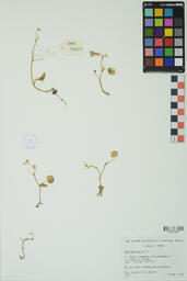 Specimen RMN 2220