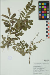 Specimen RMN 2394
