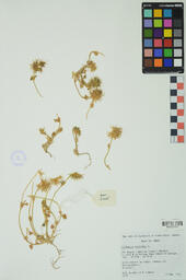 Specimen RMN 2225