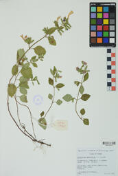 Specimen RMN 2740
