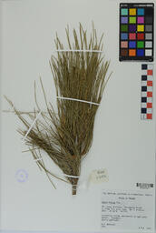 Specimen RMN 2354