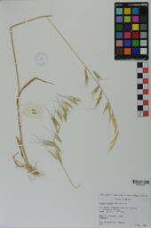 Specimen RMN 2217