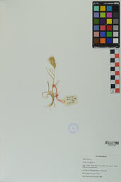 Specimen PS 488