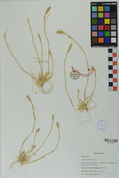 Specimen GCH 2527