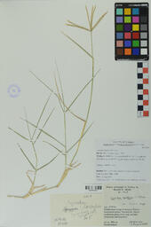 Specimen NM 1429
