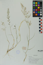 Specimen GCH 2736