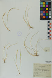 Specimen RMN 2229