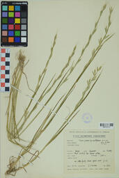 Specimen GCH 2824