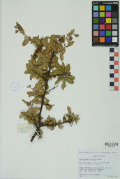 Specimen RMN 1855