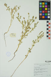 Specimen RMN 2250